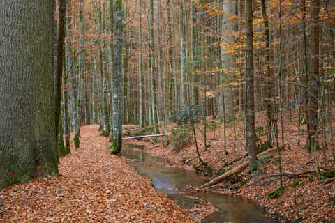 Gemeinde Bayerisch_Eisenstein Landkreis Regen Hans-Watzlik-Hain Kanal (Dirschl Johann) Deutschland REG